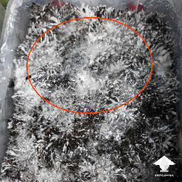 Early black pin mold contam on mushroom cake