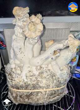 Nutcracker mushrooms ready for harvesting