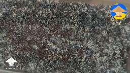 Enigma - scraped them the best I could, was quite the ordeal harvesting them