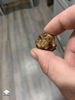 Psilocybe Mexicana Jalisco Strain magic truffle