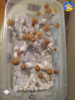 Cubensis B+ shrooms