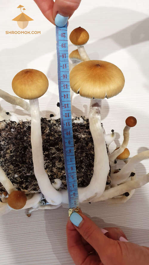 Magic fungi (Golden Teacher) mushroom measure