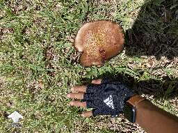 Mushroom of the day. What kind of shroom is this? 🧐