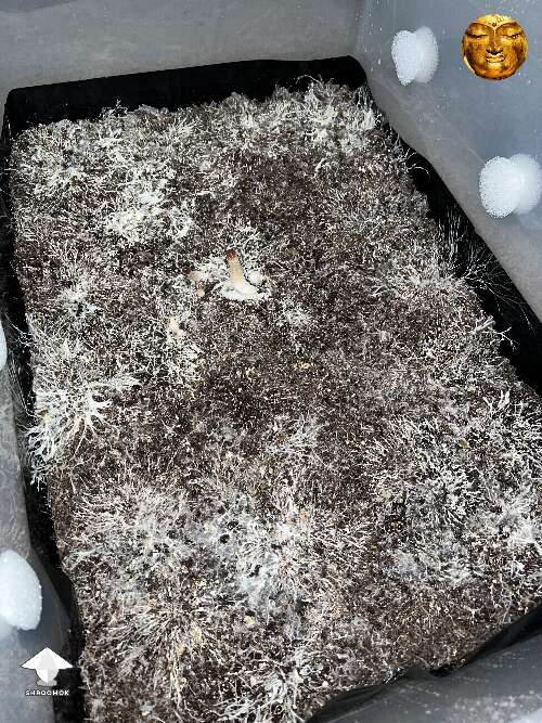 pinning-photos-on-shroomok