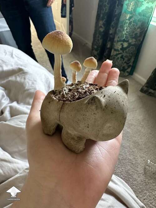 Mushroom Bulbasaur - mushroom growing art by Prof. Frags