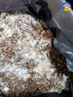 Is that contamination?