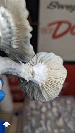 STAKZ magic mushroom strain #8