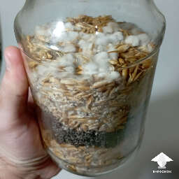 Galindii sclerotia colonization