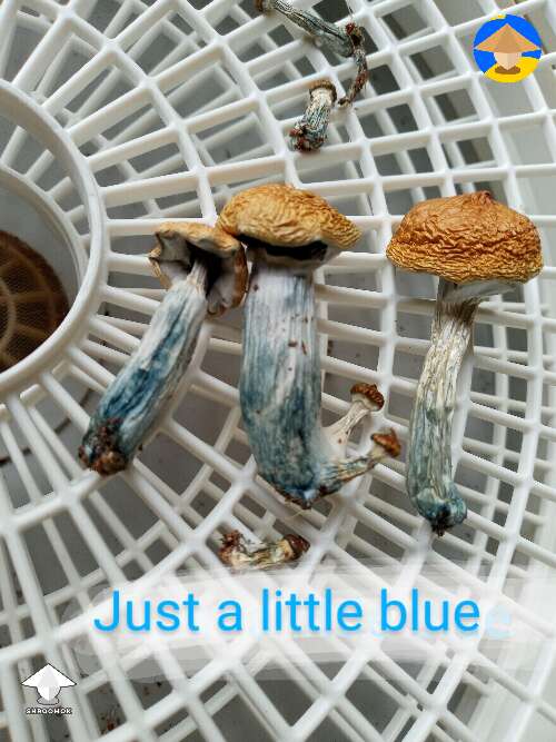Dry magic mushrooms