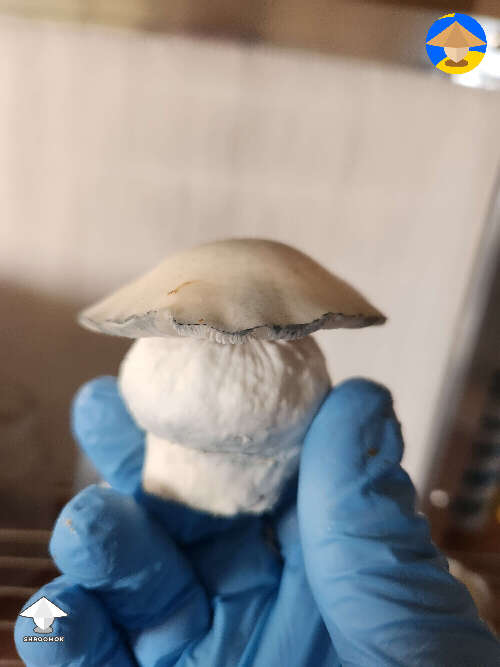Jack Frost pheno mushroom