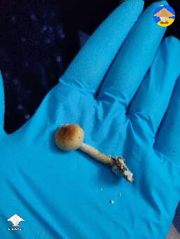 Tiny magic shrooms  #2