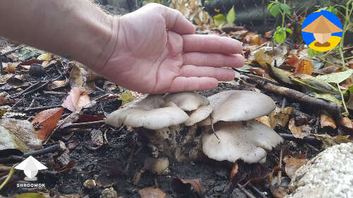 Oyster mushroom fruiting in my backyard