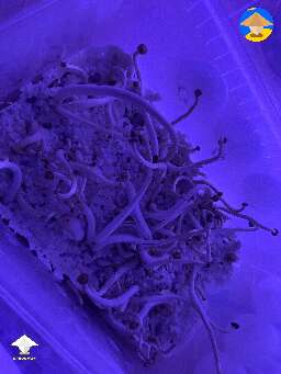 My first flush of Natalensis mushrooms