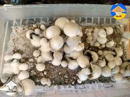 Bluey Vuitton shrooms fruiting DubTub
