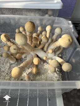 Leucistic Golden Teacher rising from the substrate