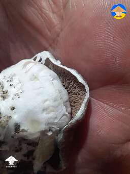 Strange and beautiful shroom #2