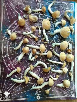 Toque F7 harvest