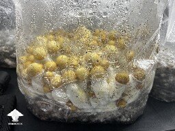 Timbit Penis Envy mushrooms - T2 from clone