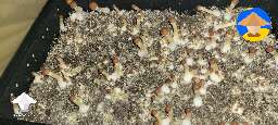 Fast mushroom growth 