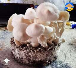 Psilocybe Cubensis Leucistic Golden Teacher 