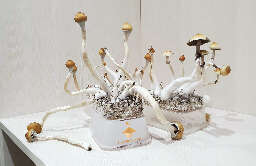 Psilocybe mushrooms cultivation fourth flush