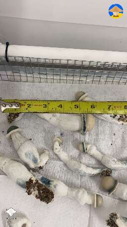 Harvested some APE mushrooms - close to 100g club #2
