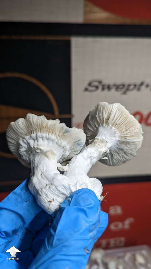 STAKZ magic mushroom strain #7