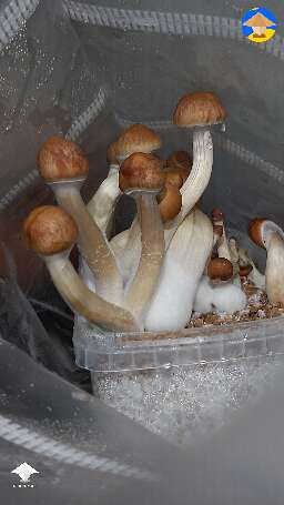 My first harvest first time ever. GT growkit growbox 192g #2