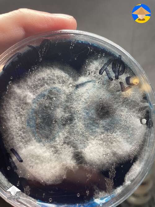 First trials and some really cool agar plates #4