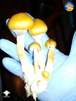 First partial flush this morning