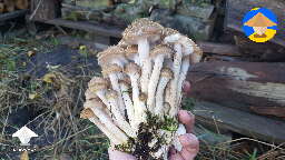 Honey Fungus