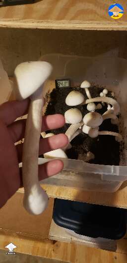 APE-Revert - 5th flush