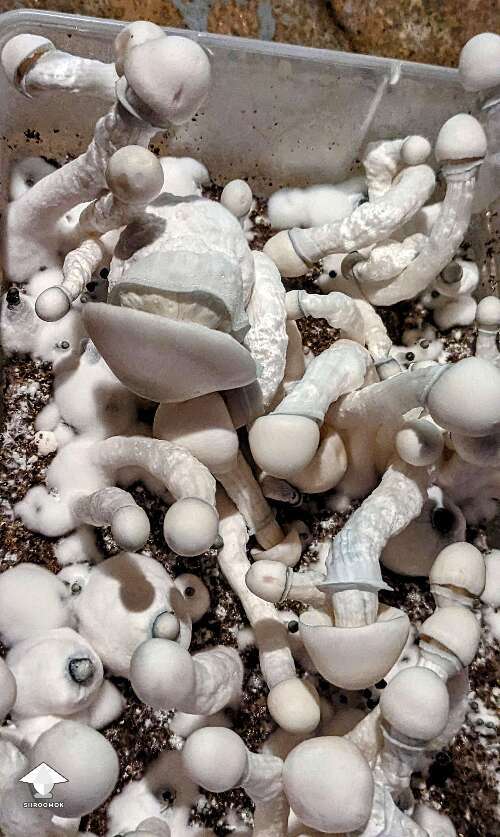 Psilocybe Cubensis Albino A+ magic mushroom growing