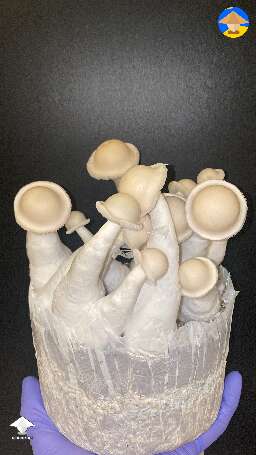 Great Northern White magic mushrooms