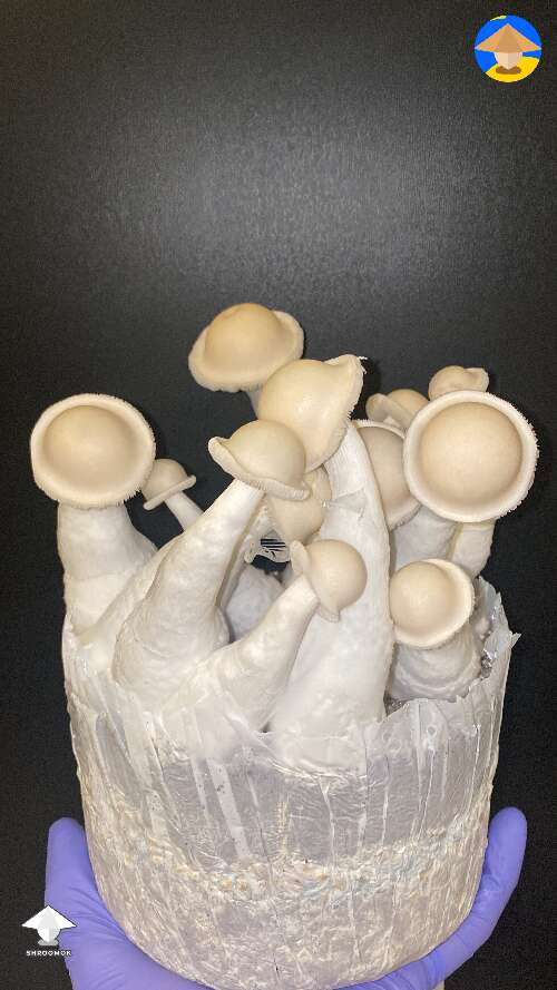 Great Northern White magic mushrooms