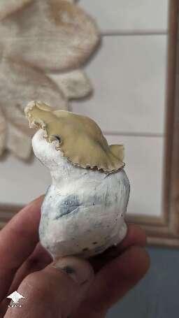 Harvested Bluey Vuitton mushrooms #4