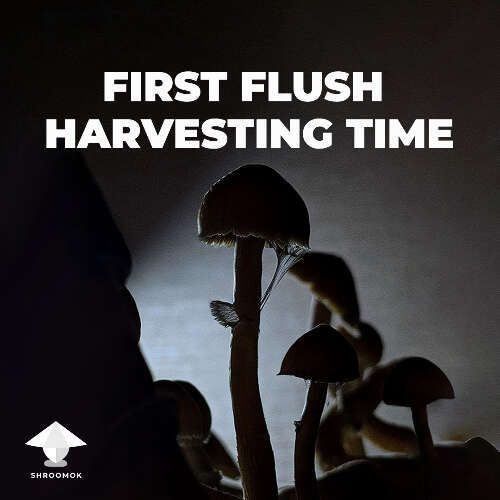 First flush of mushroom fruiting harvesting time