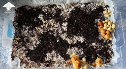 Mix of two mushroom strains psilocybe cubensis