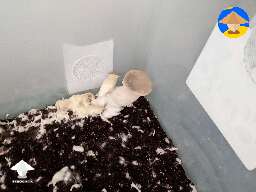  I got some king oysters in my monotub #2