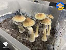 Picking the last few out my most recent flush of Tidal Wave