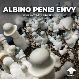 Albino penis envy APE mushroom strain