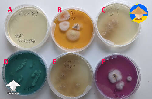 Couple of experiments with agar plates - details in the description