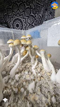 Tidal Wave 5th flush, fruiting in 52 Qt tub