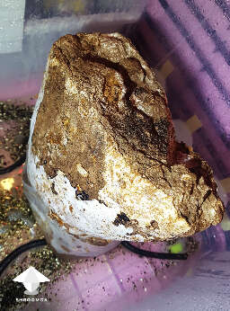 Shiitake block in fruting chamber