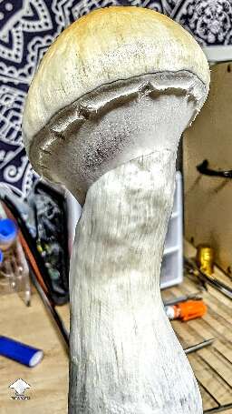 Harvested Tidal Wave flush #5