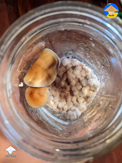 Had a spawn jar where I didn't use all the spawn. Found 2 shrooms. Should I just leave the jar cap open to get more oxygen in?