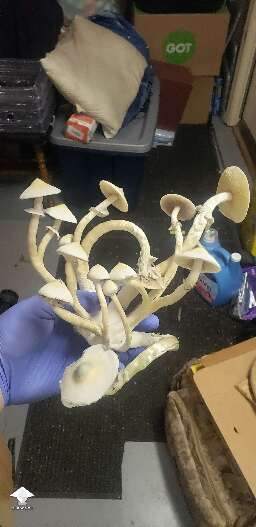 APE Revert - final pick from the 1st flush