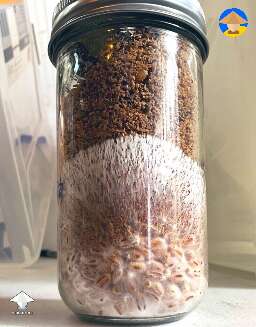 The easiest method I’ve used for oyster mushrooms. Inoculate and wait is all I’ve done - details in description #3