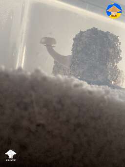Trying to grow some GTs with PF tek. Is it normal to have only a few pins on each cake?