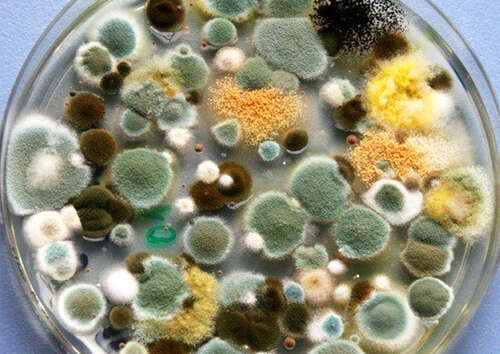 Different mold species on agar